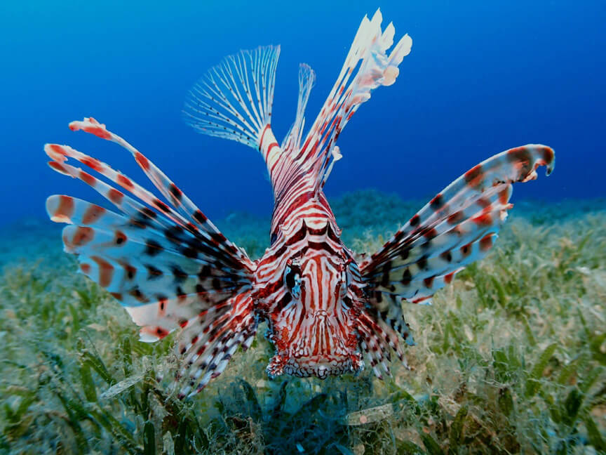 Lionfish swimming on coral reef