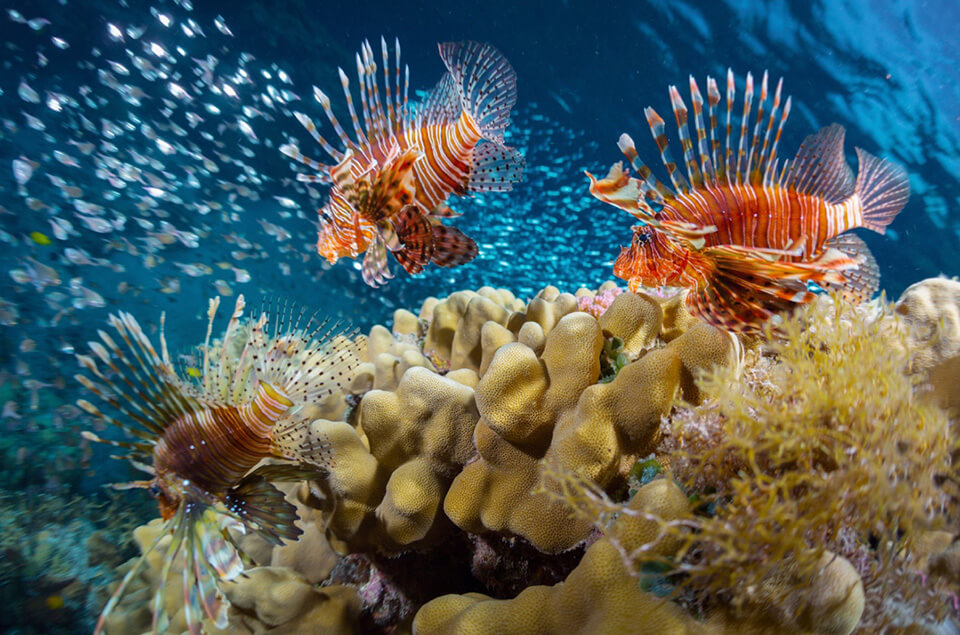 Multiple invasive lionfish on coral reef