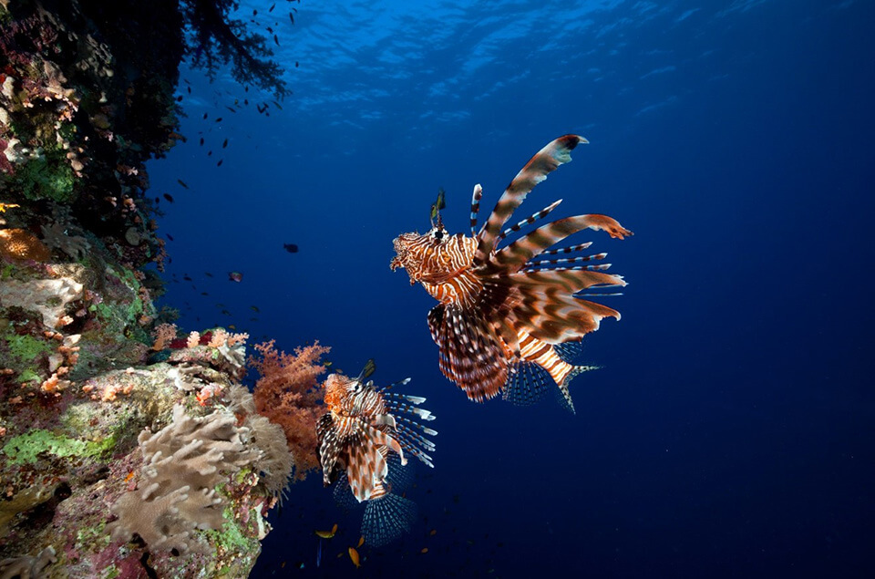 Two lionfish on a coral reef in Aruba