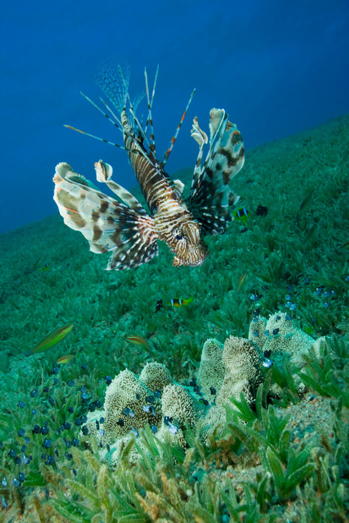 Lionfish swimming among the coral reefs